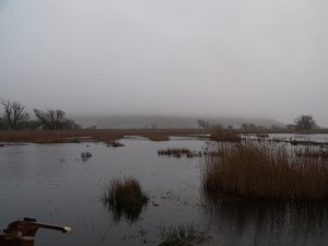 From the new Tim Jackson hide at Leighton Moss in the rain.