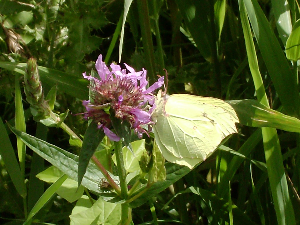 Brimstone butterfly