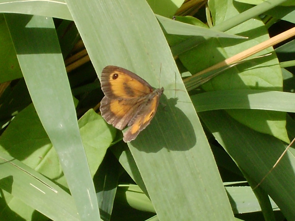 Gatekeeper butterfly