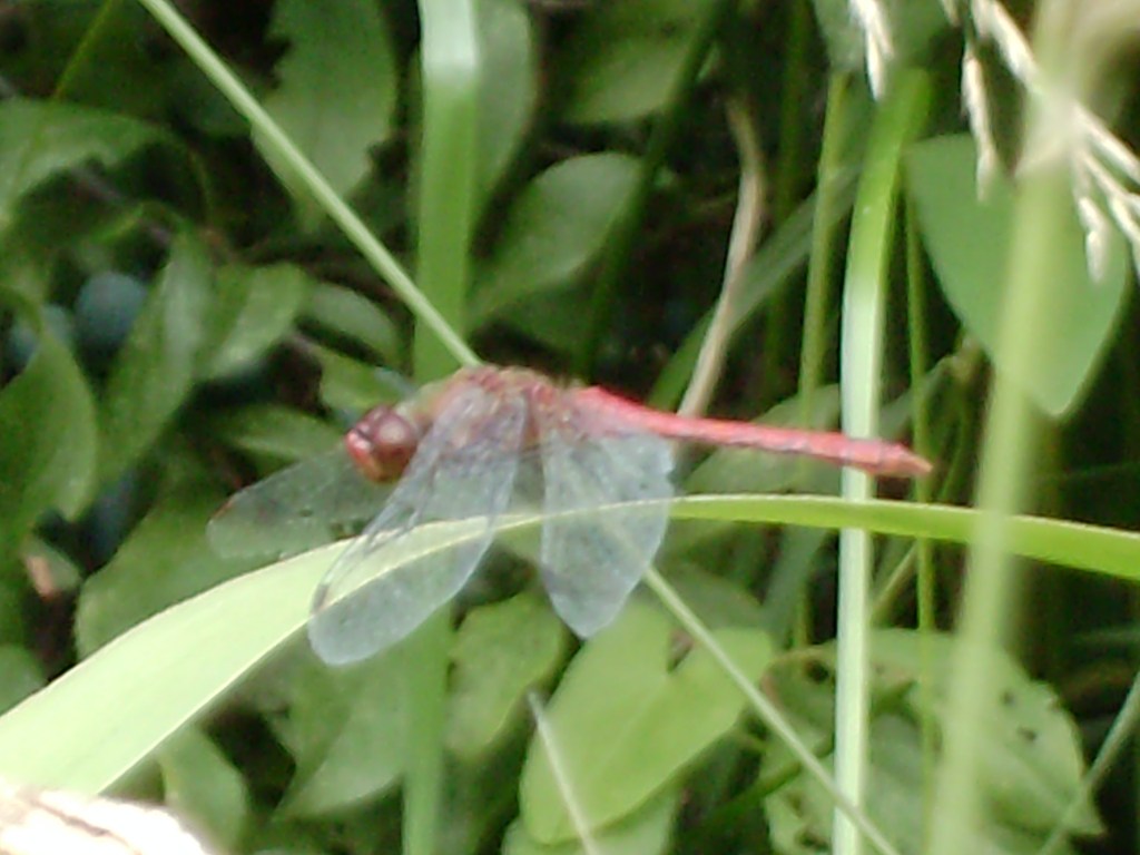 Darter dragonfly