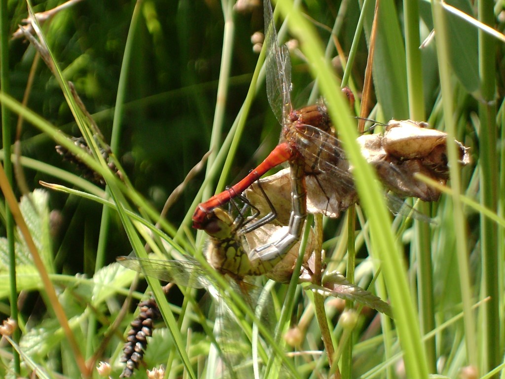 mating dragonflies 