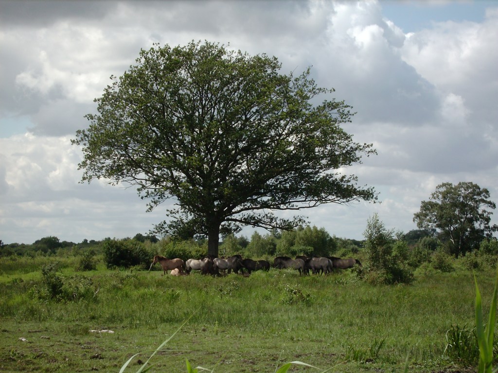 Konik ponies, Wicken Fen