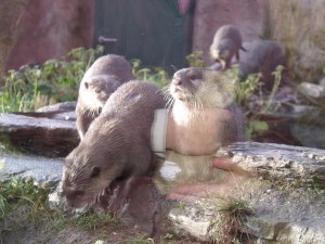 Otters