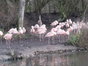 Pizzas (thank '64 Zoo Lane' for that)