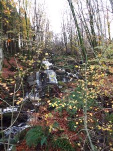 On the Galloway Kite Trail