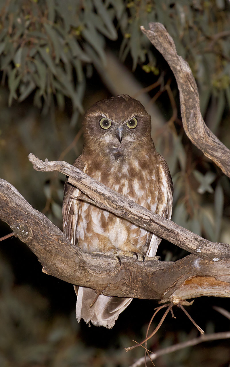 boobook_owl_ninox_boobook_22327713360